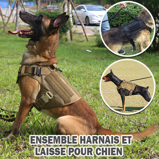 harnais et laisse pour chien
