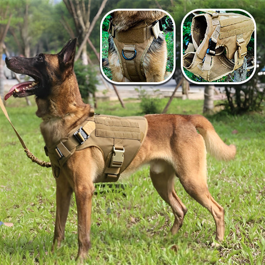 harnais pour chien confortable