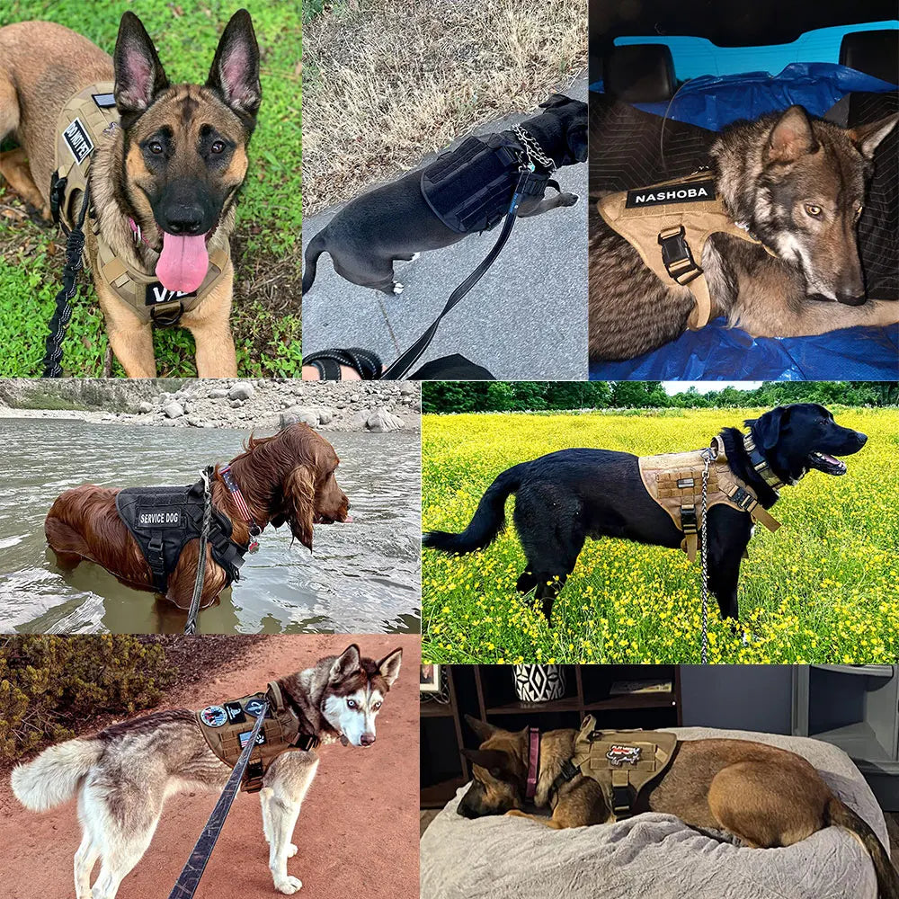 harnais pour chien de travail