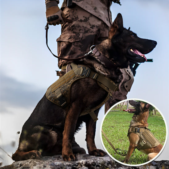 harnais pour chien militaire