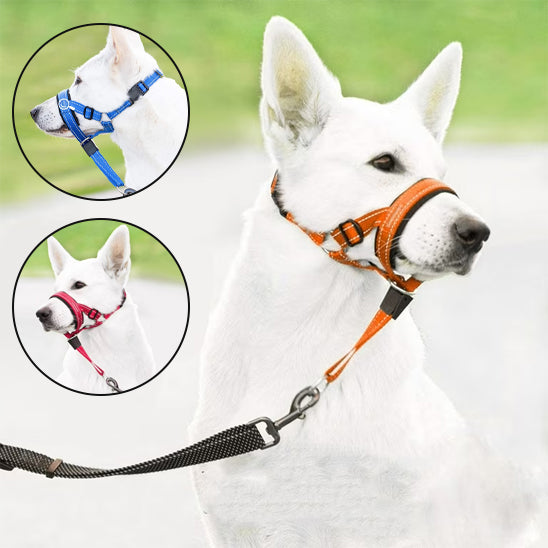 Muselière chien | SecurityCollar™