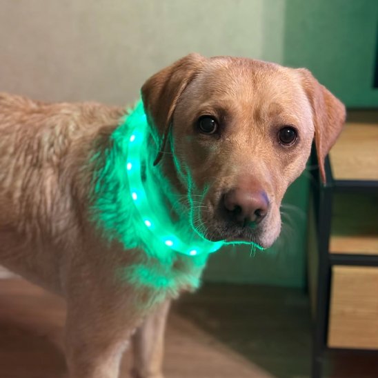 Collier pour chien | DuraSafe™