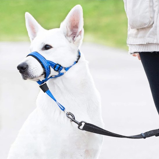 Muselière chien | SecurityCollar™