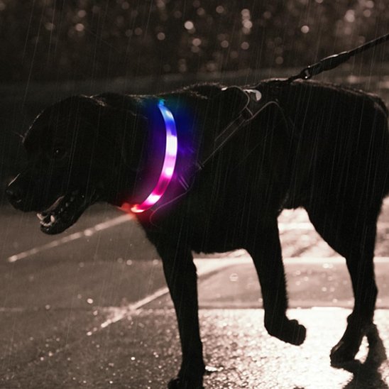 Collier pour chien | DuraSafe™
