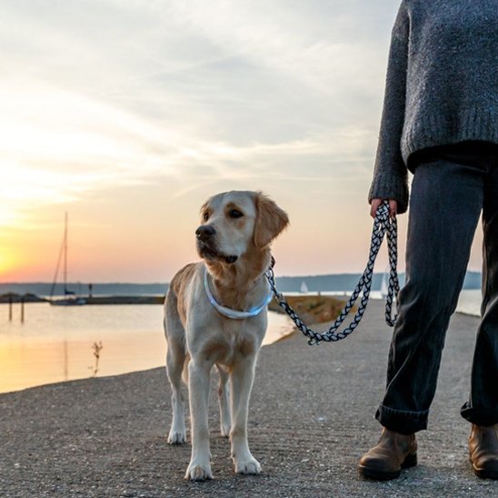 Collier pour chien | DuraSafe™