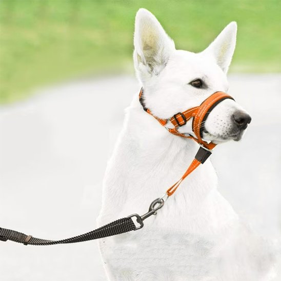 Muselière chien | SecurityCollar™