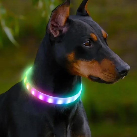 Collier pour chien | DuraSafe™