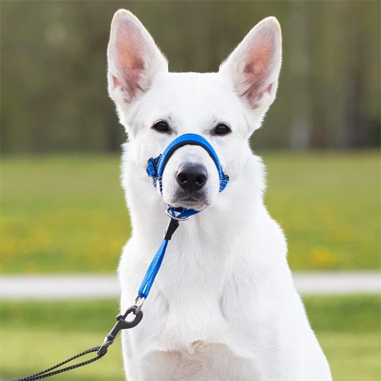 Muselière chien | SecurityCollar™