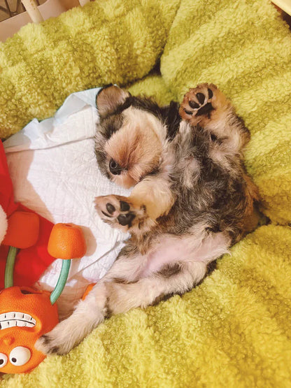 canape pour chien confortable