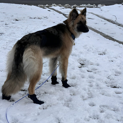 chaussures chien impermeable