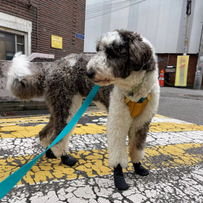 chaussures chien polyvalentes