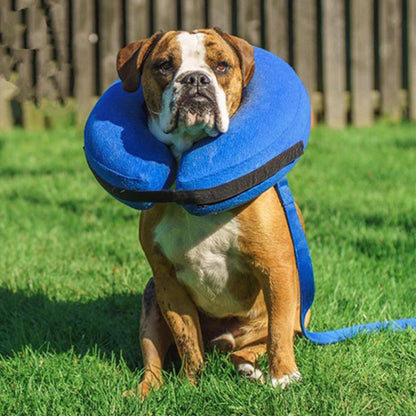 collerette chien ajustable