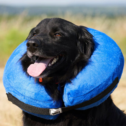 collerette chien lavable