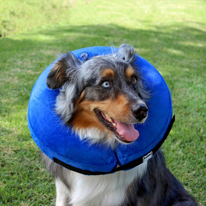 collerette chien leger et compact