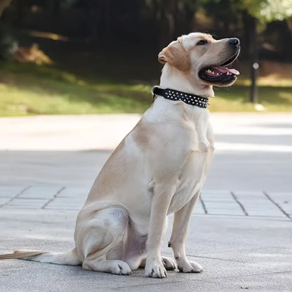 collier chien a pointes elegant