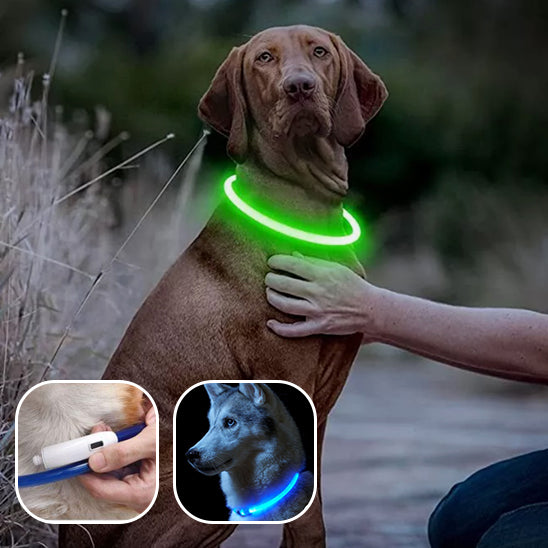 Collier lumineux rechargeable | Doglight™