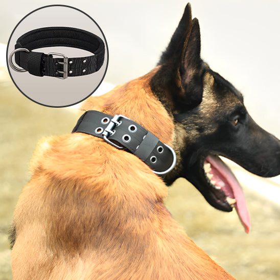 Collier de Dressage | TrainCollar™