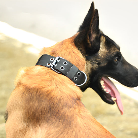 Collier de Dressage | TrainCollar™