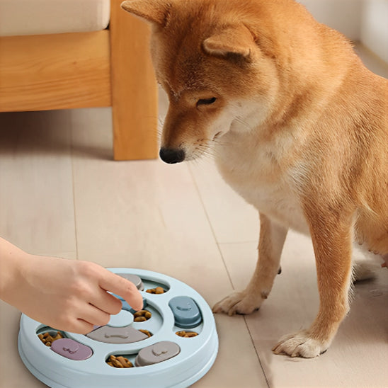 Distributeur de croquettes | FoodDispenser™