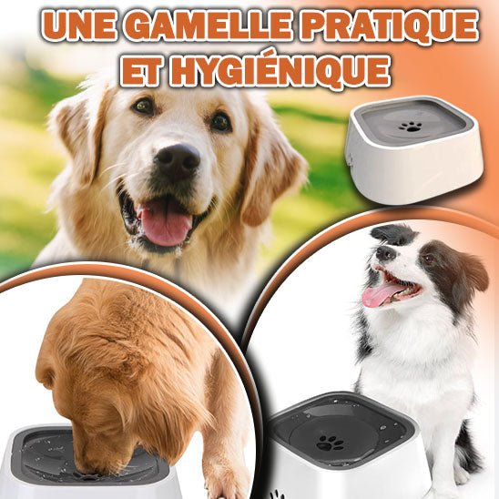 Gamelle anti-éclaboussures pour chien | NoSplash™ - News-for-dog.com