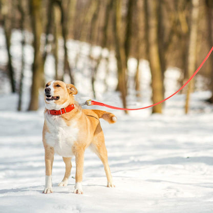 laisse pour chien longue
