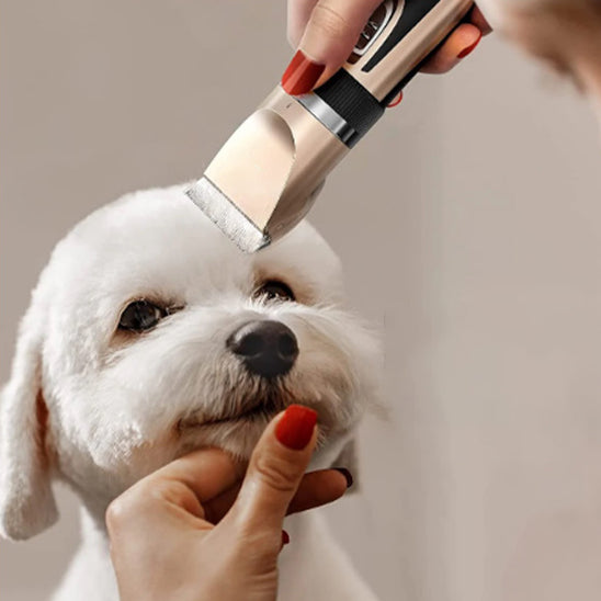 tondeuse chien haute qualité