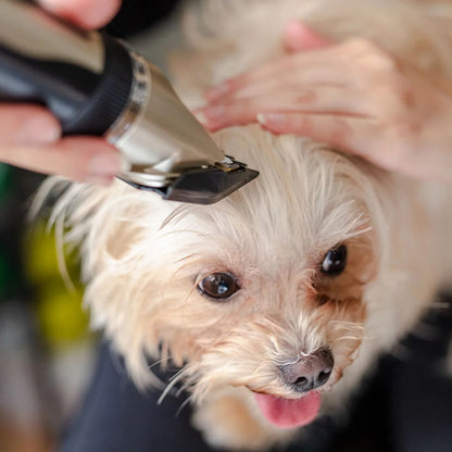 tondeuse chien sans fil