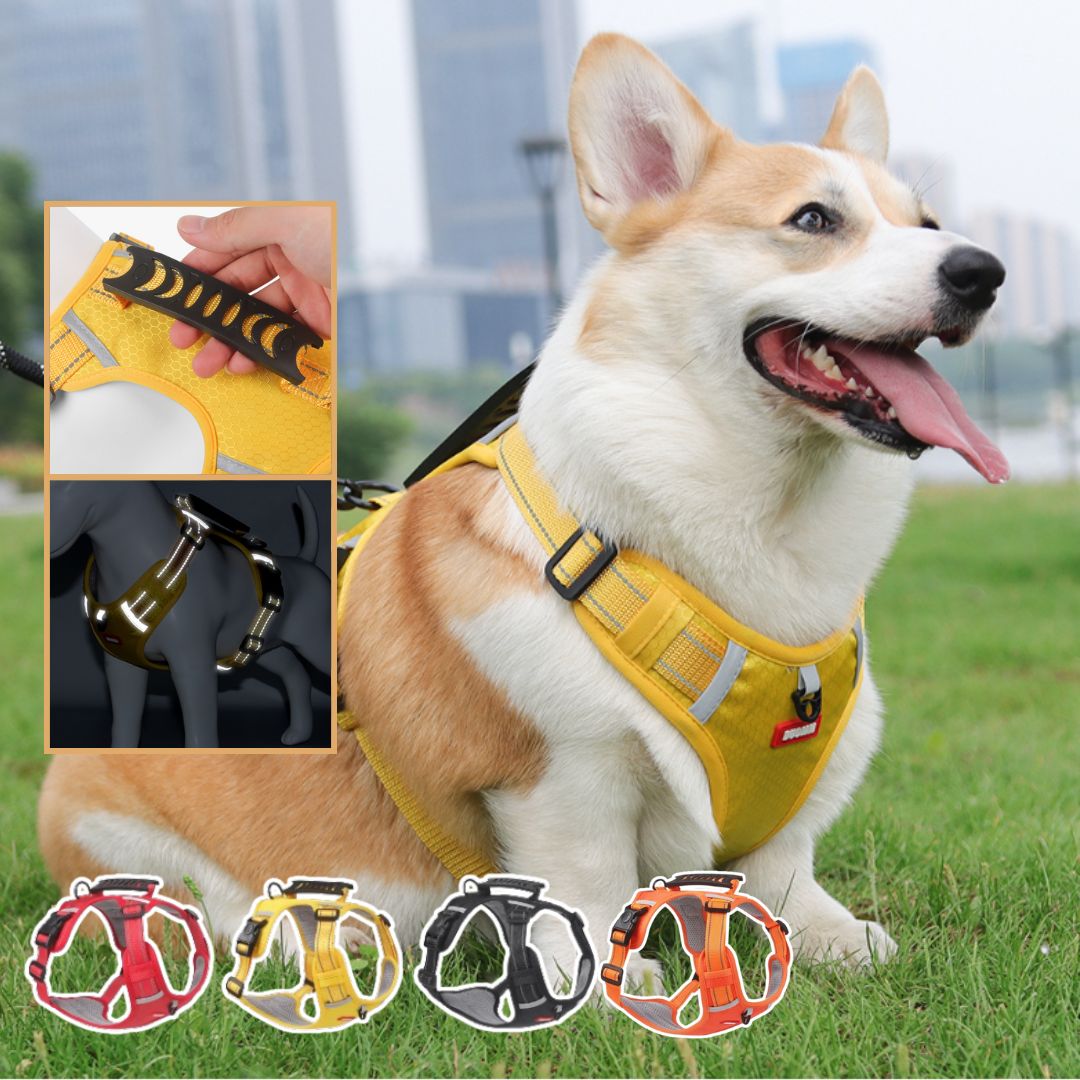 Harnais anti-traction Safety Harness ™ - News-for-dog.com